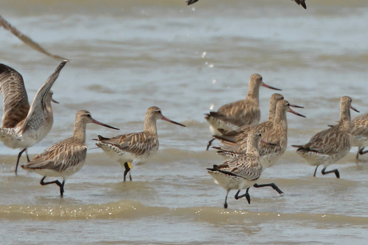 Bar-tailed Godwit - ML645831060