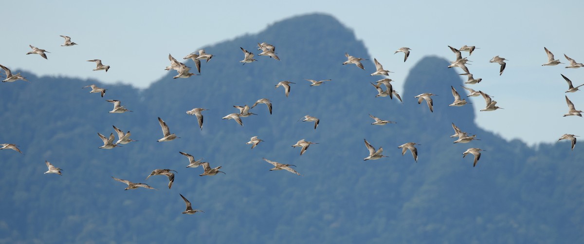 Bar-tailed Godwit - ML645831062