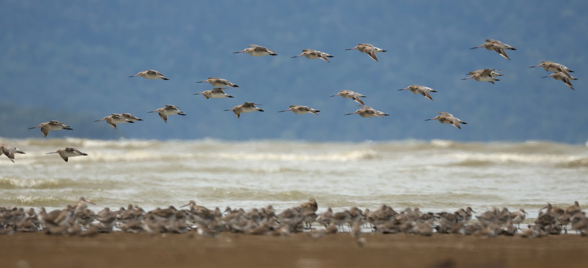 Bar-tailed Godwit - ML645831063