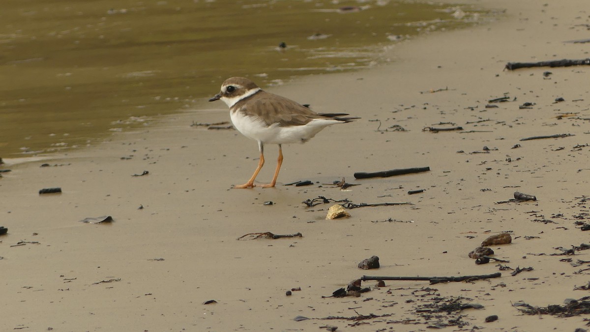 Common Ringed Plover - ML645831069