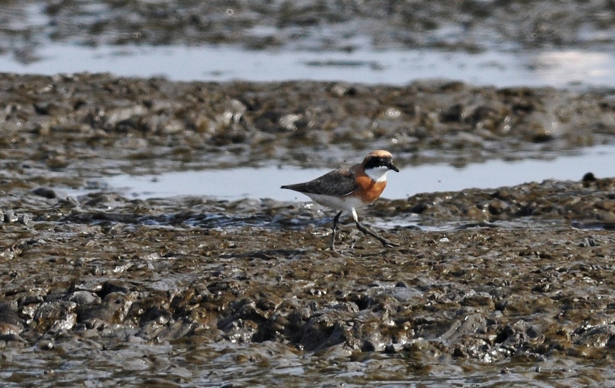 Tibetan Sand-Plover - ML645831070