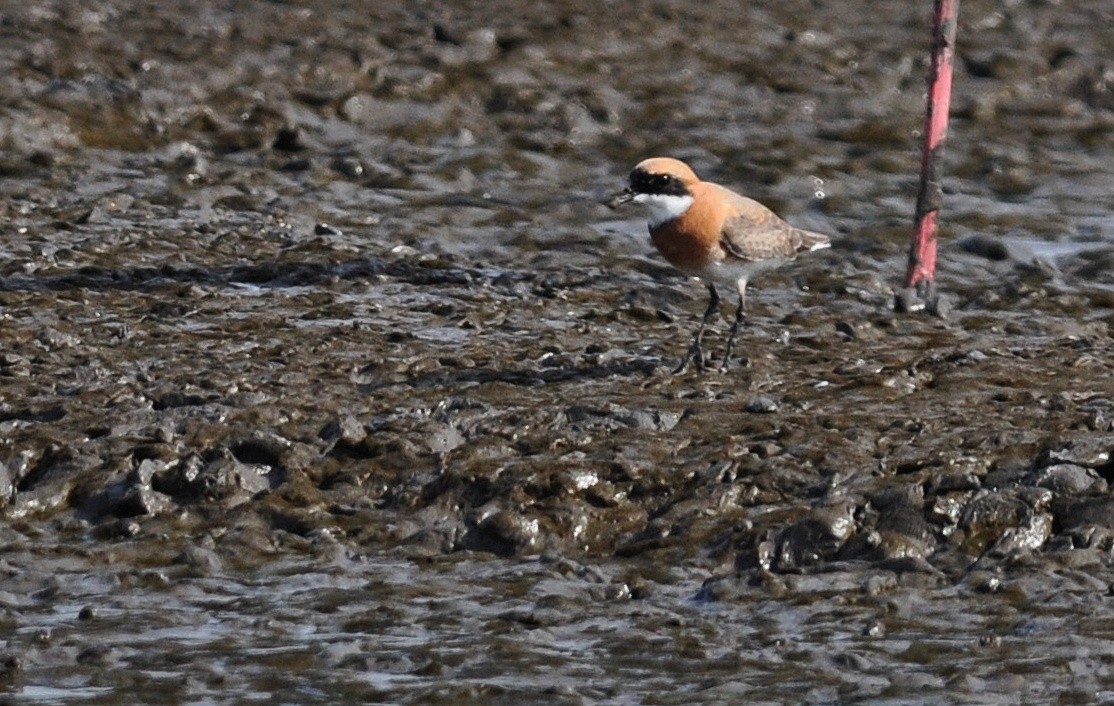 Tibetan Sand-Plover - ML645831071
