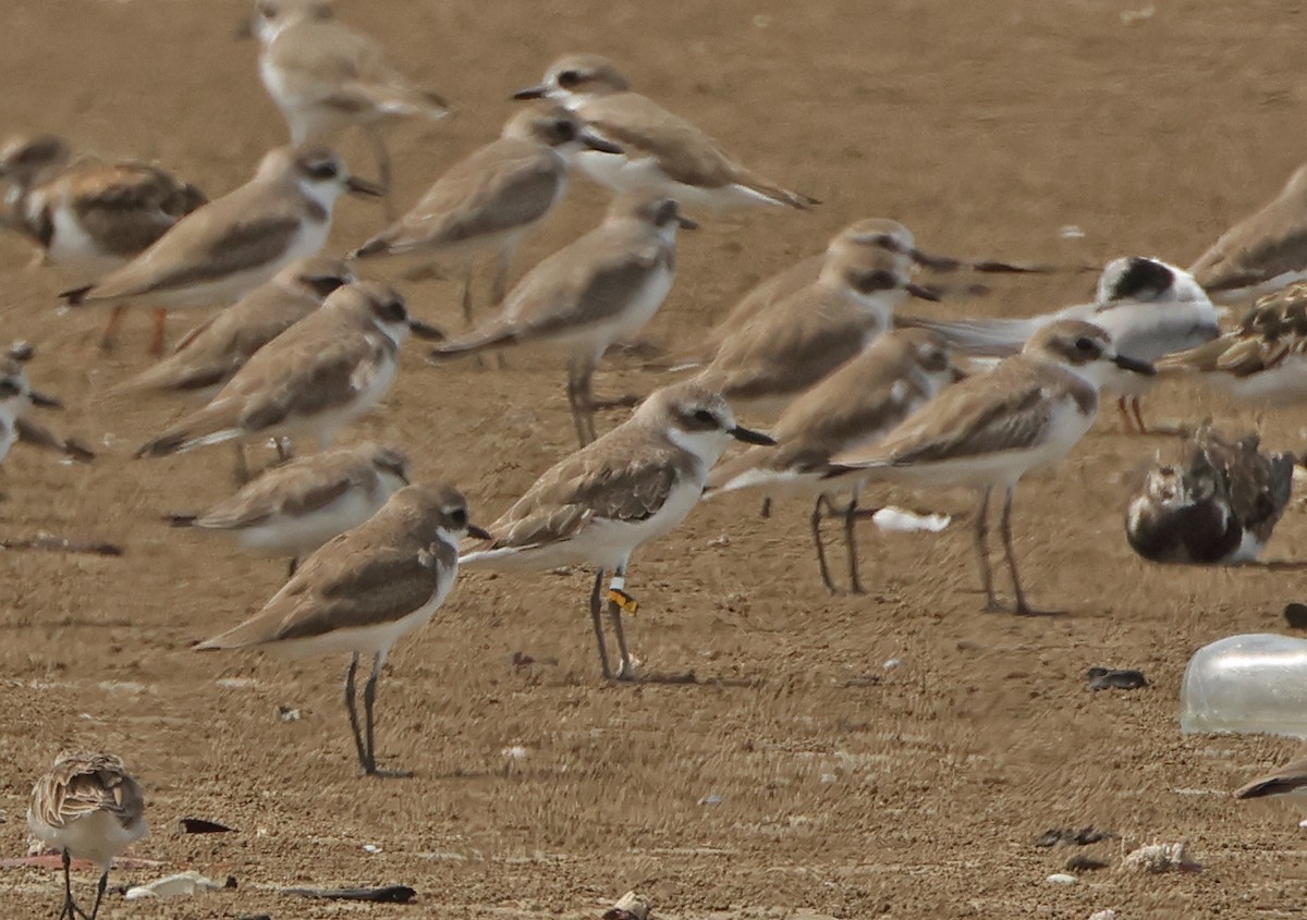 Greater Sand-Plover - ML645831072
