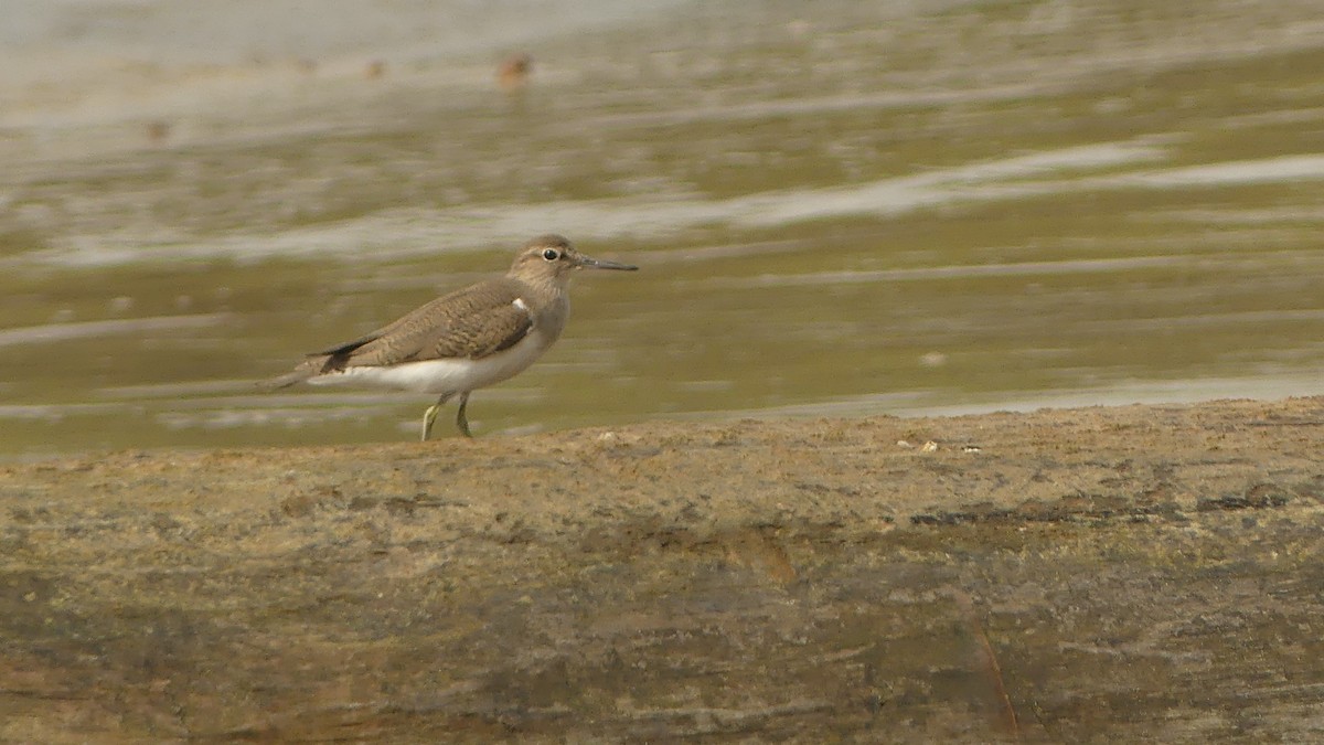 Common Sandpiper - ML645831076