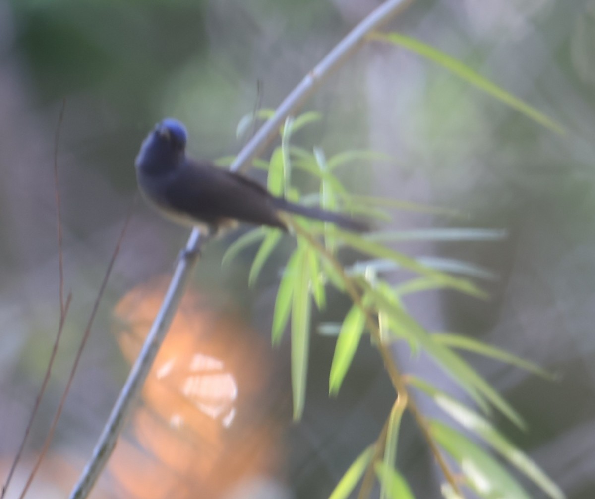 Black-naped Monarch - ML645831078