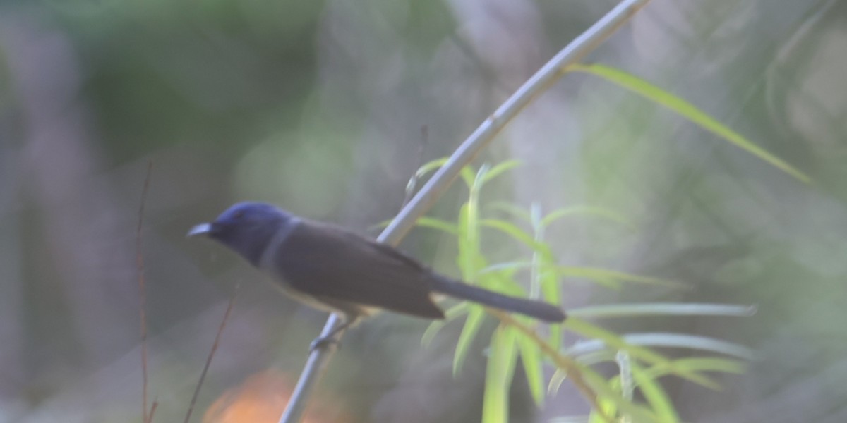 Black-naped Monarch - ML645831079