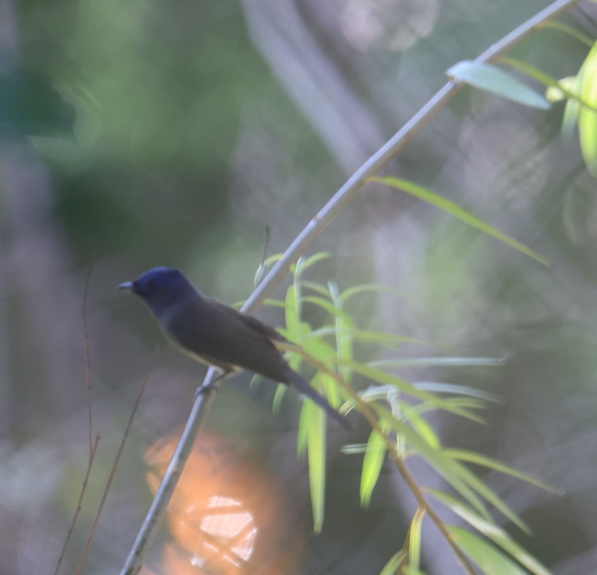Black-naped Monarch - ML645831080