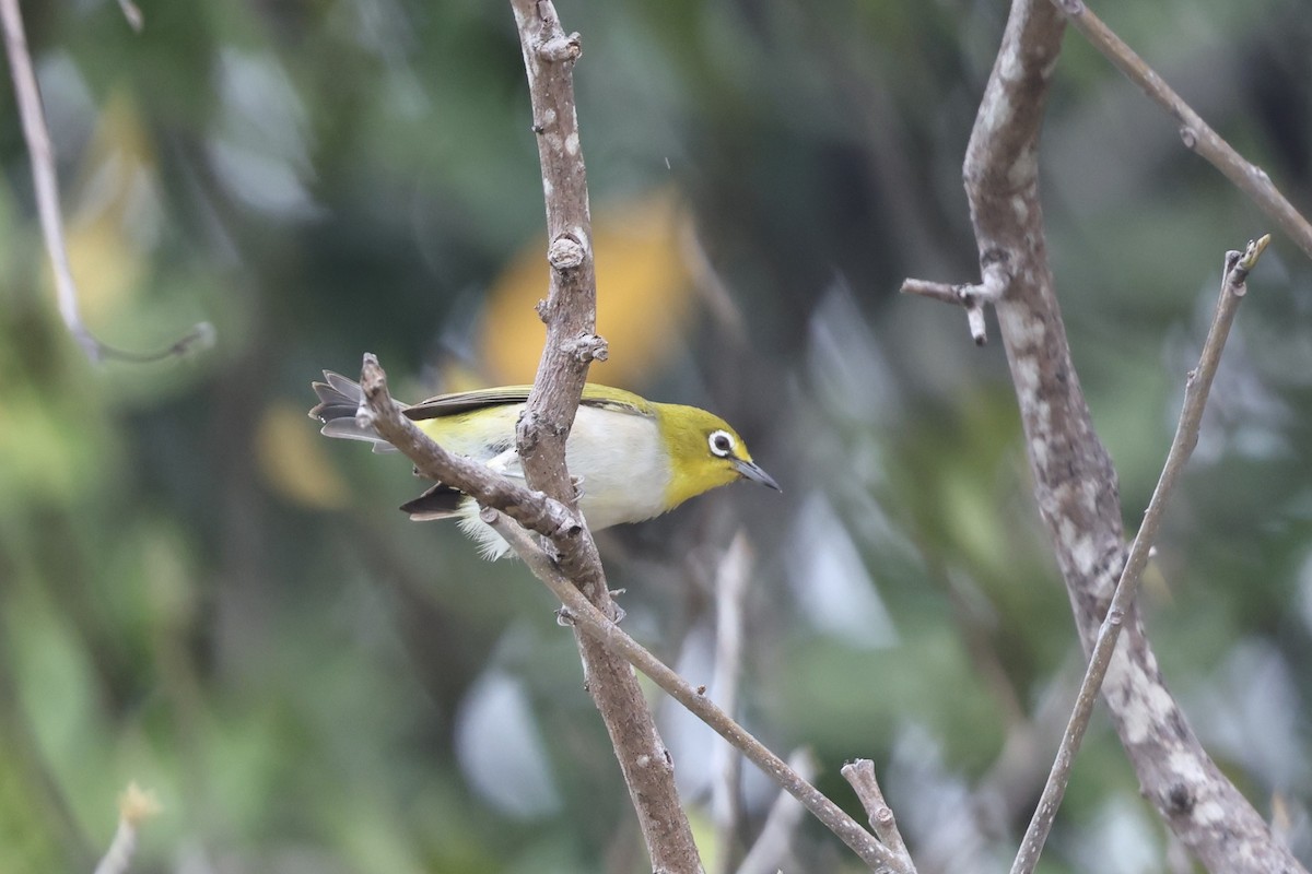 Anteojitos Dorsigrís - ML645831083