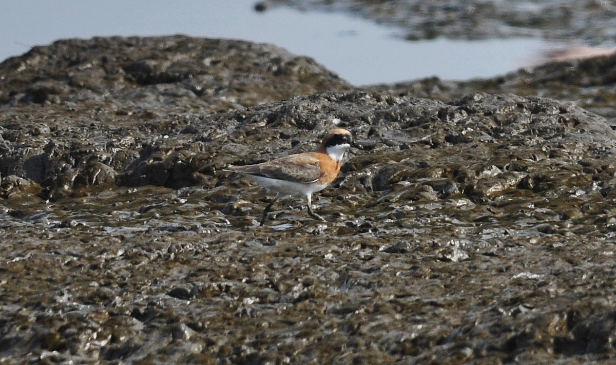 Chorlitejo Tibetano - ML645831084