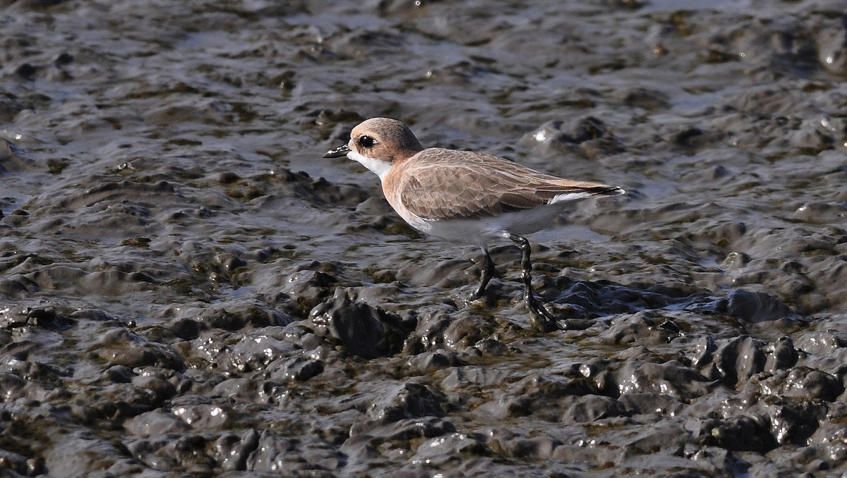 Chorlitejo Tibetano - ML645831085