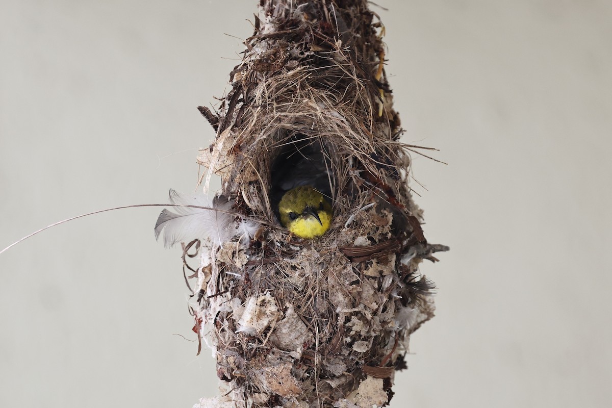 Paseriforme sp. - ML645831086