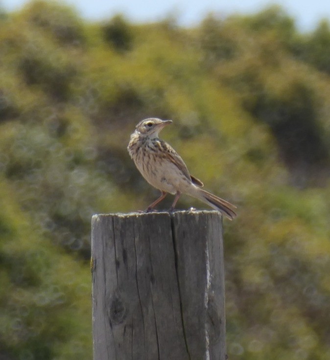 Bisbita Australiano - ML645831088