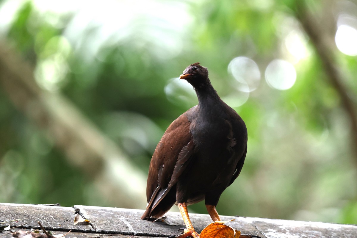 Talégalo de Reinwardt - ML645831089