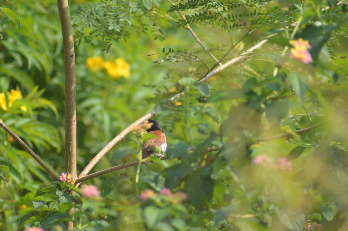 Capuchino Tricolor - ML645831090