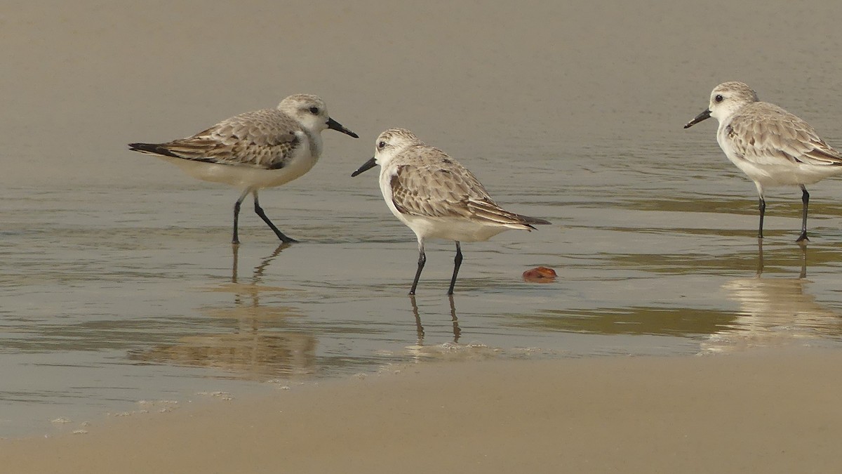 Correlimos Tridáctilo - ML645831091
