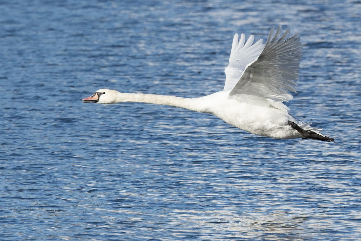 Cisne Vulgar - ML645831093