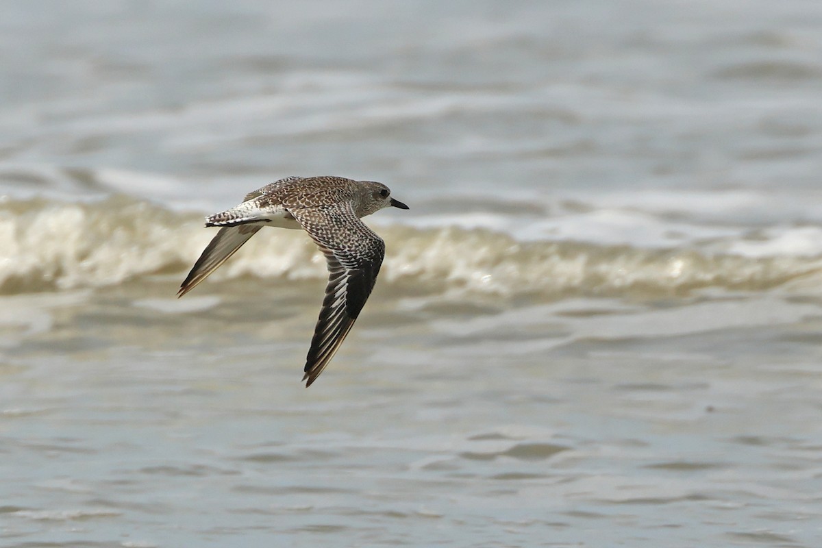 Chorlito Gris - ML645831094