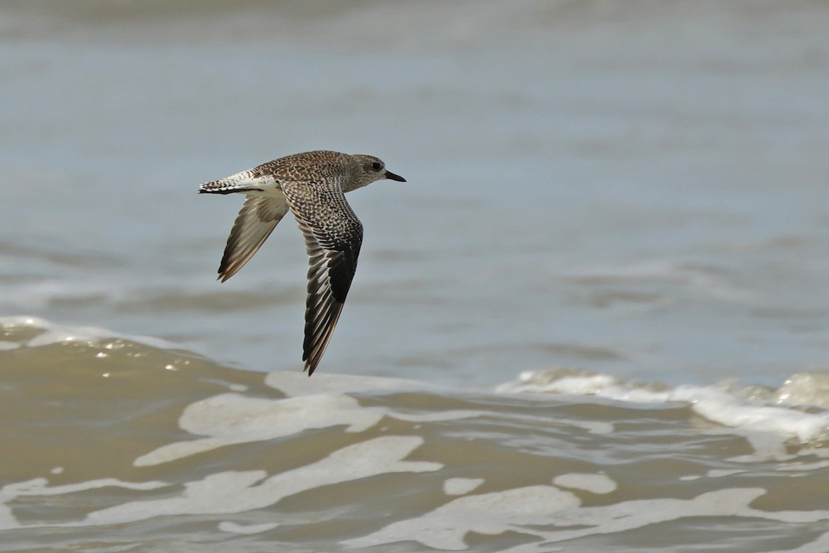 Chorlito Gris - ML645831095