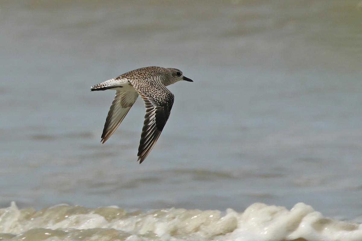 Chorlito Gris - ML645831096