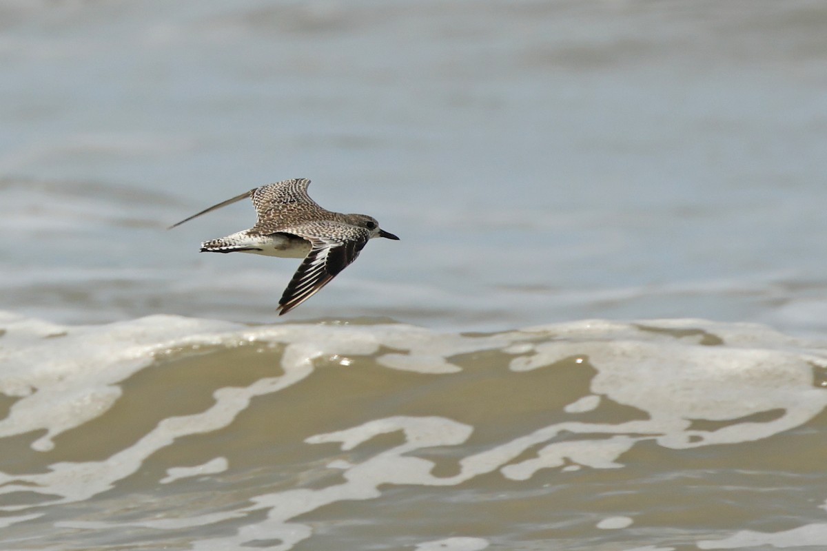 Chorlito Gris - ML645831097