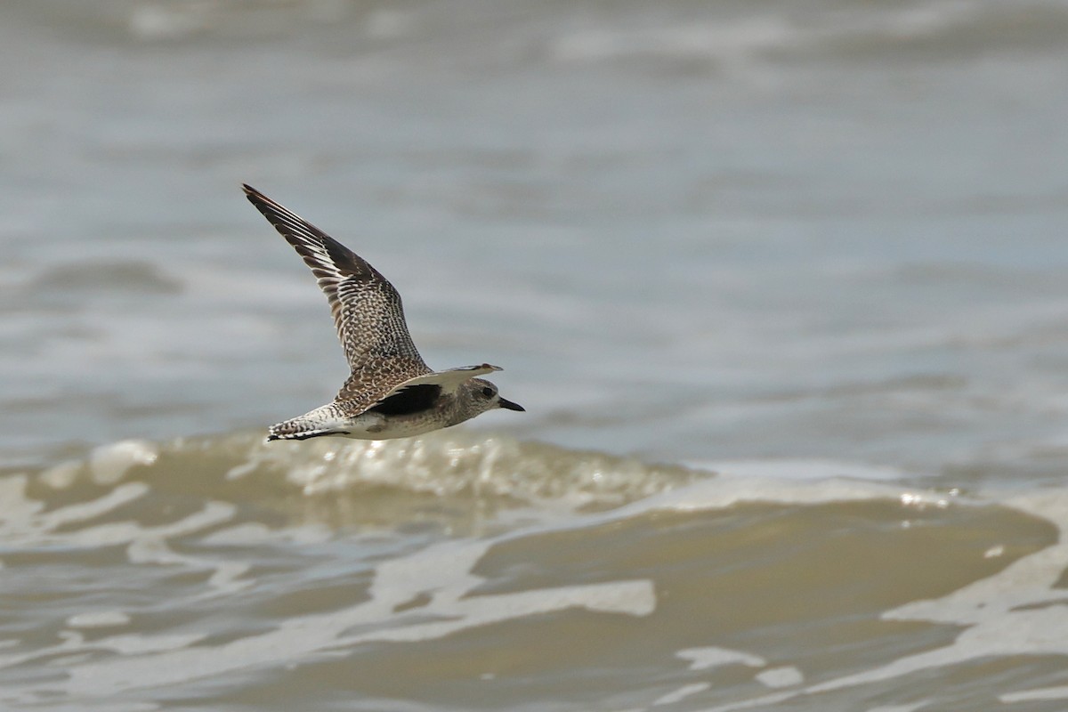 Chorlito Gris - ML645831098