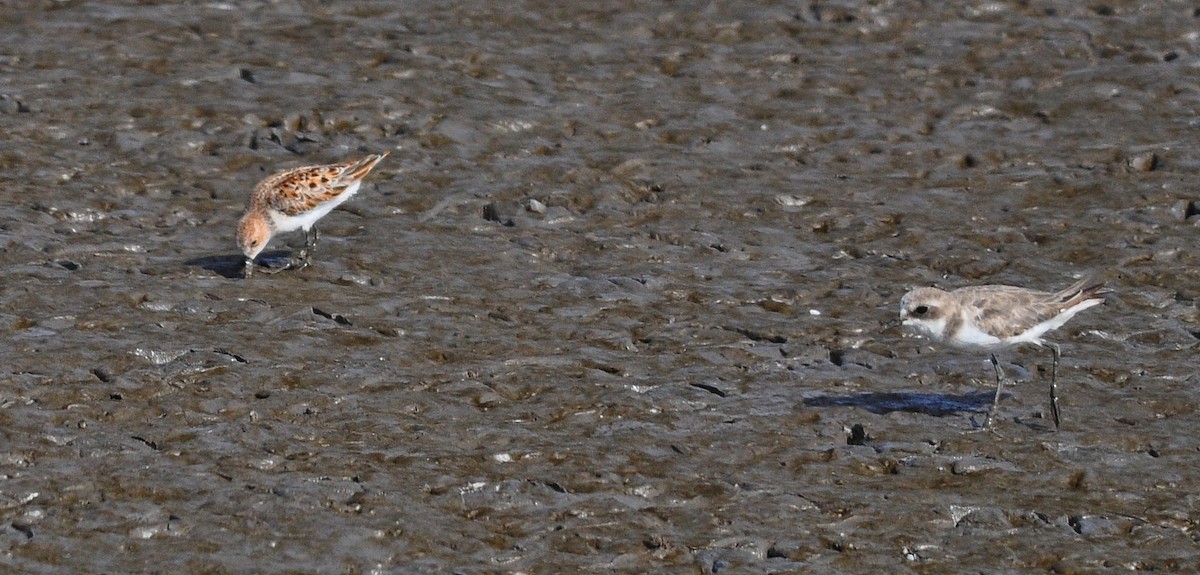 Correlimos Menudo - ML645831108