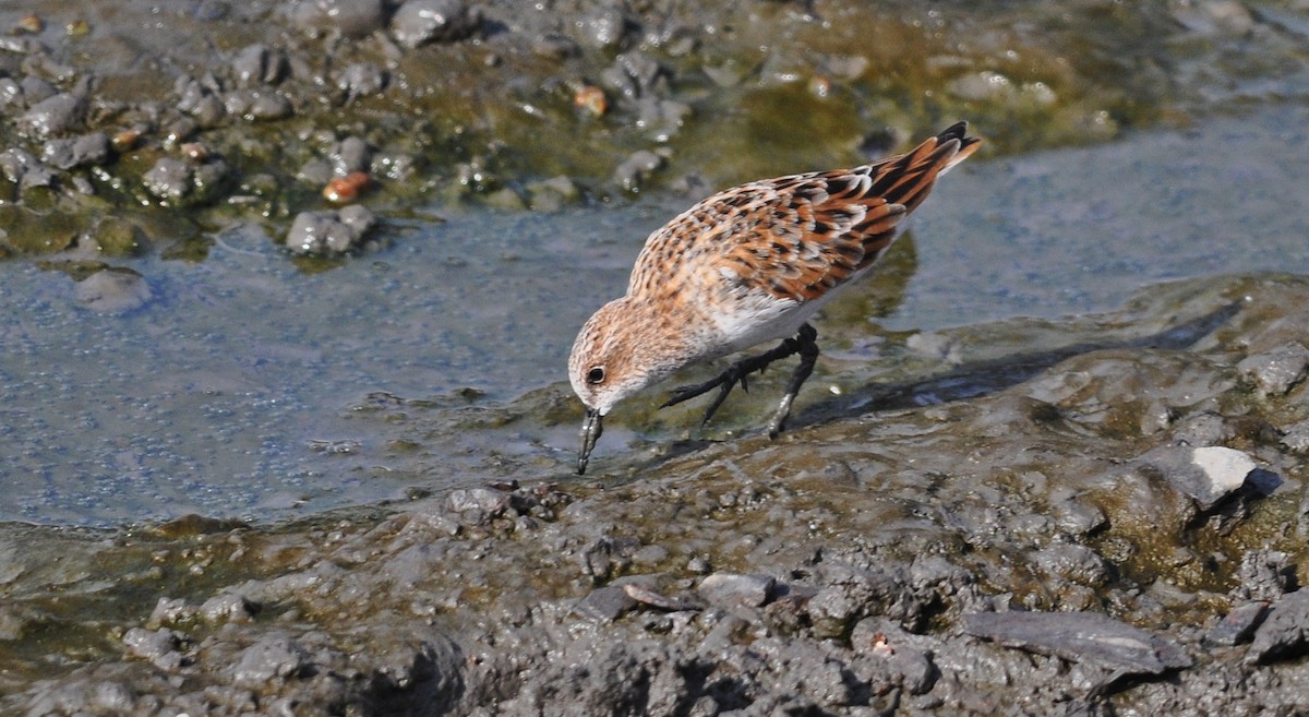 Correlimos Menudo - ML645831109