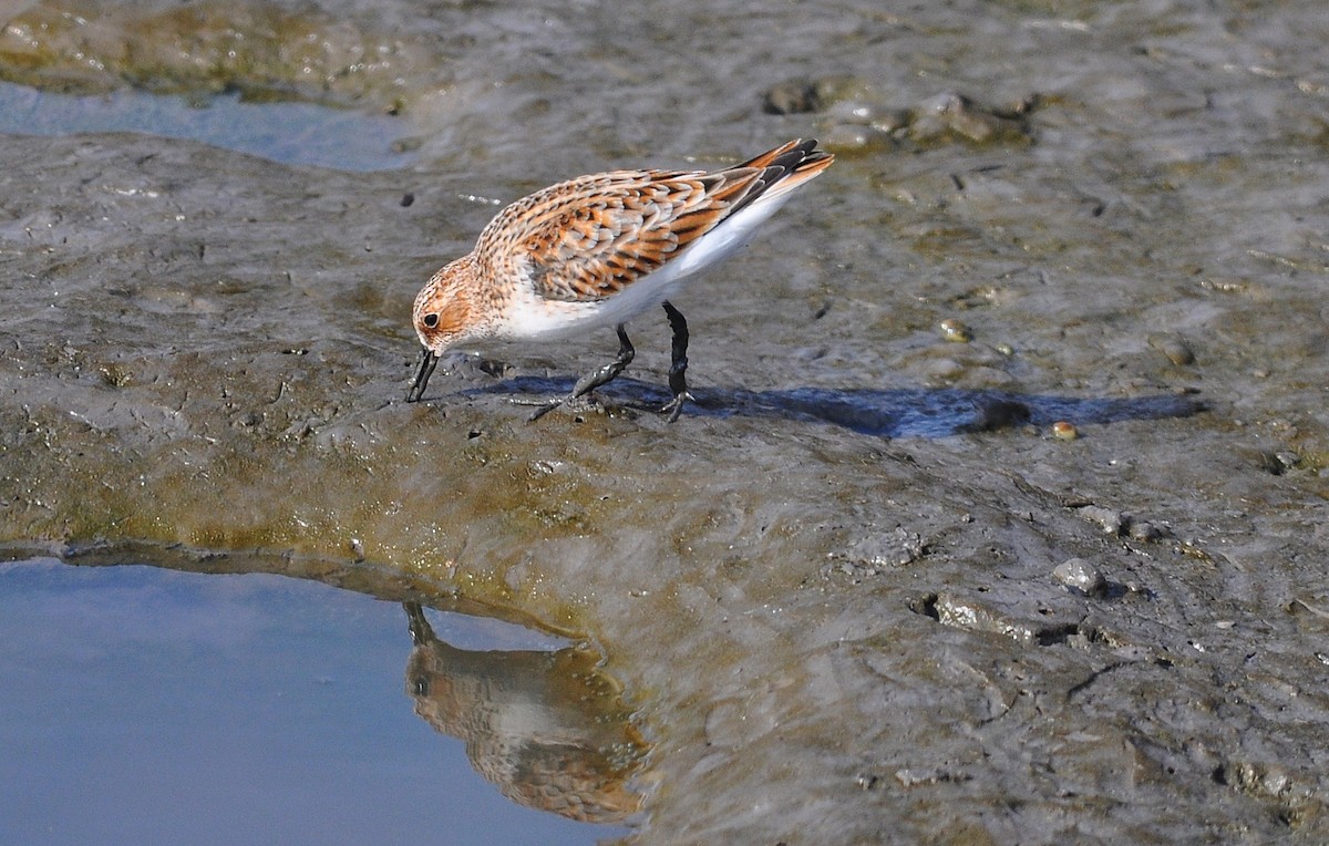Correlimos Menudo - ML645831110
