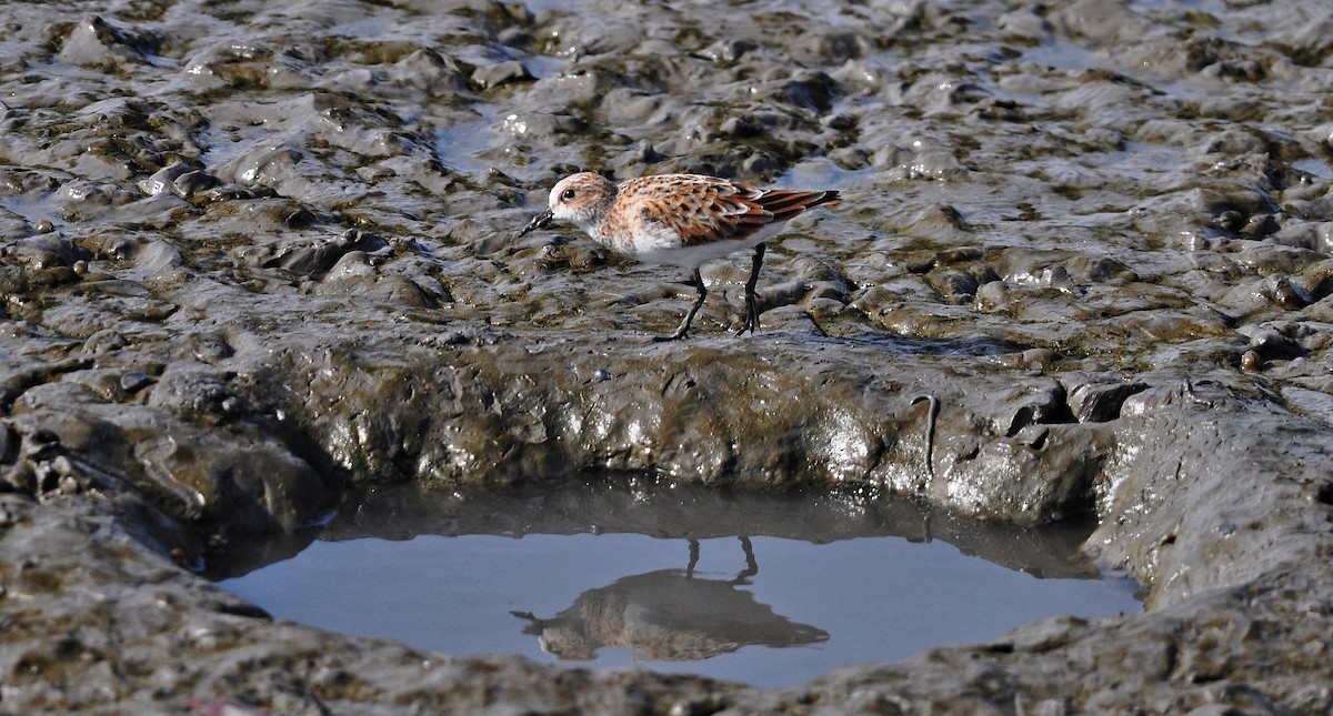 Correlimos Menudo - ML645831111
