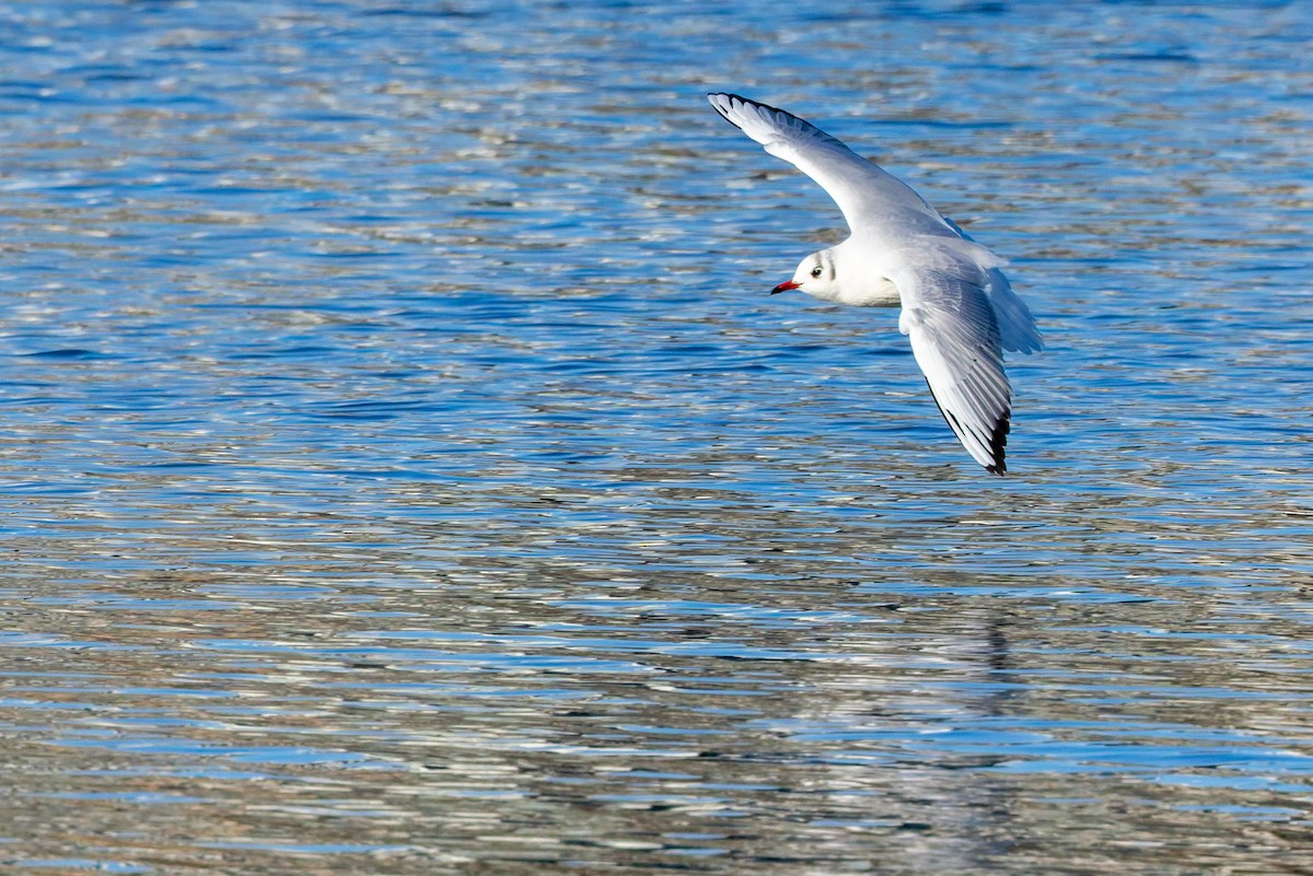 Gaviota Reidora - ML645831112