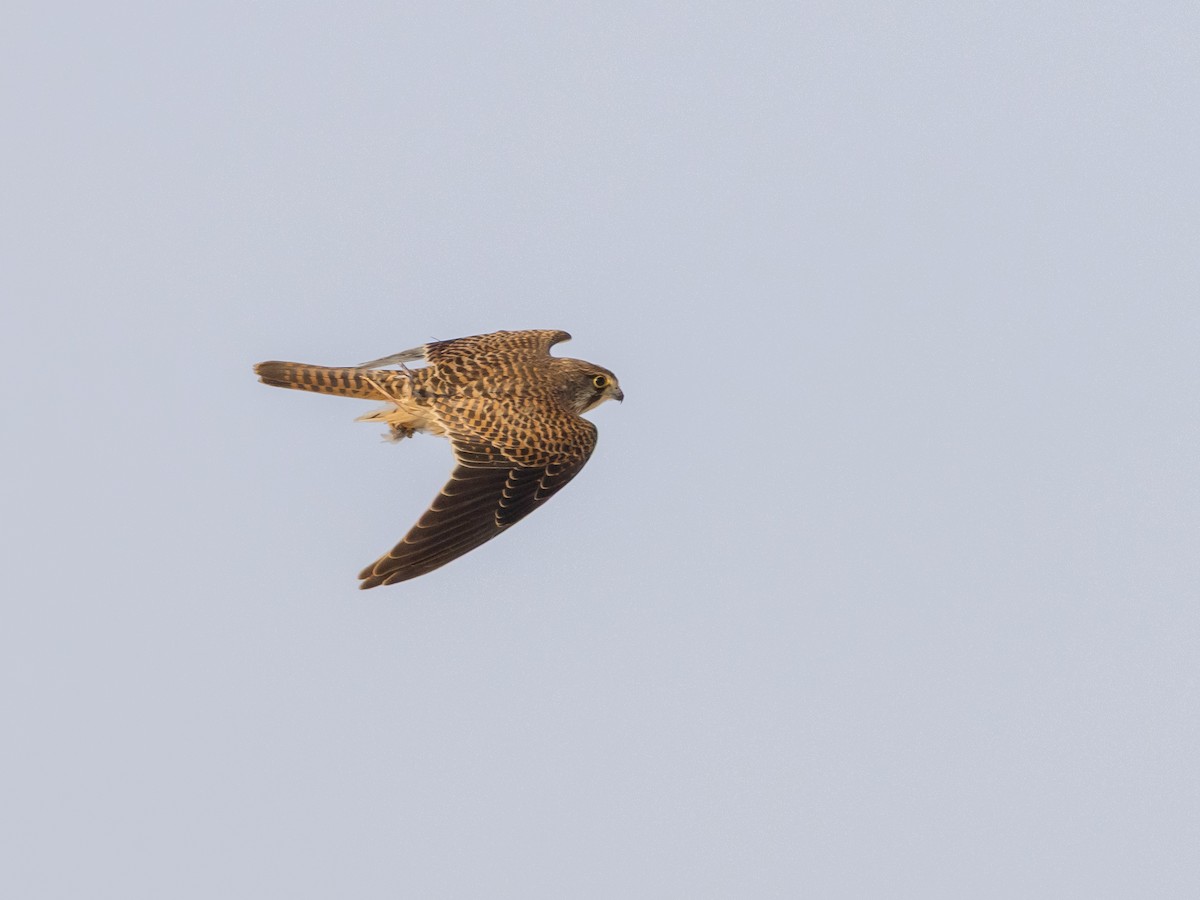 Cernícalo Vulgar - ML645831113