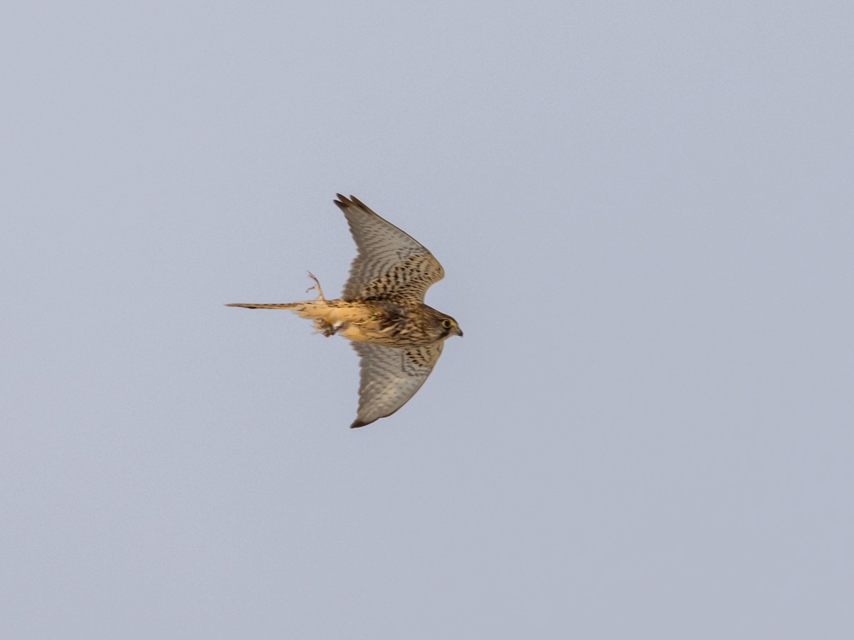 Cernícalo Vulgar - ML645831114