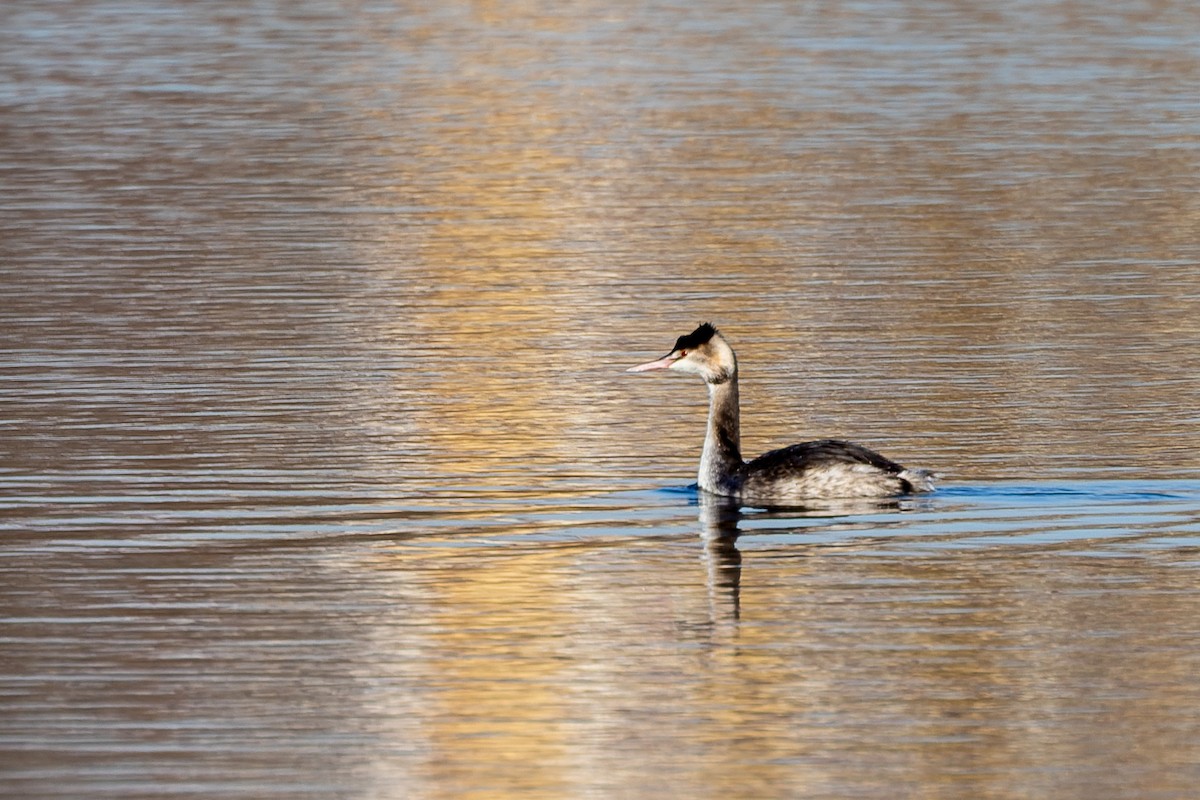 Somormujo Lavanco - ML645831116