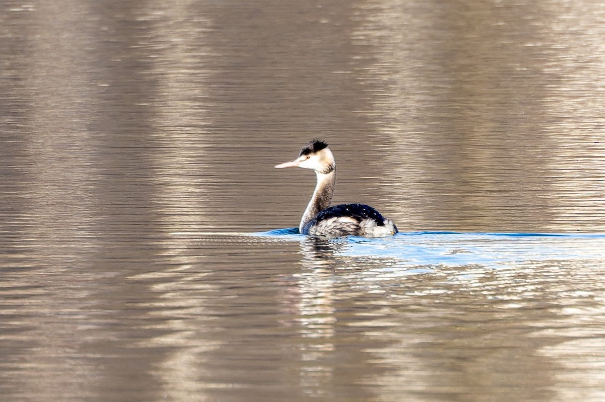 Somormujo Lavanco - ML645831117