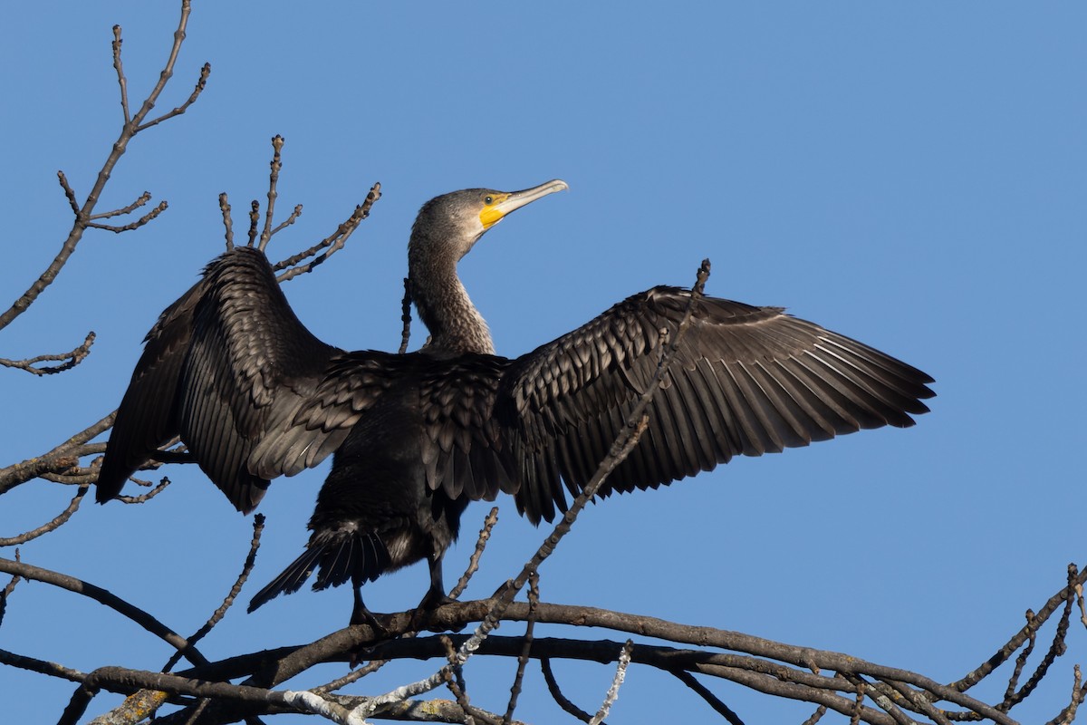 Cormorán Grande - ML645831118