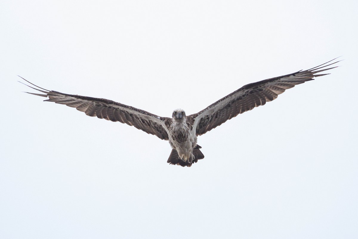 Osprey - ML645831120