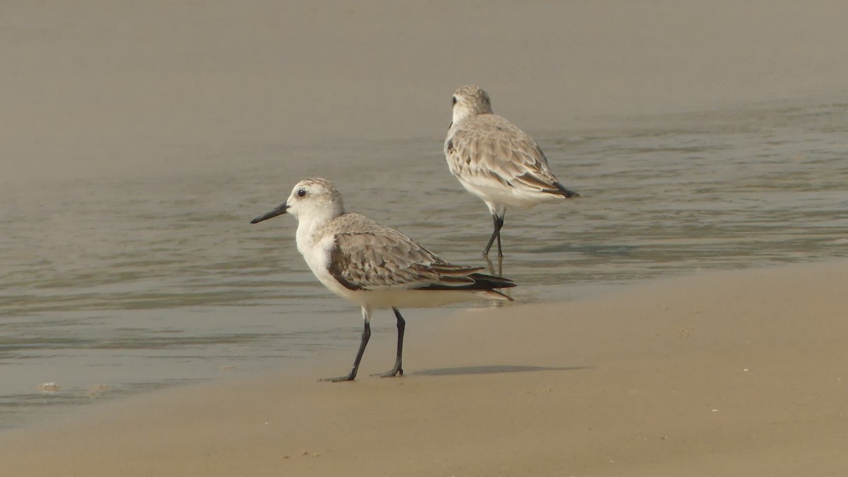 Correlimos Tridáctilo - ML645831122