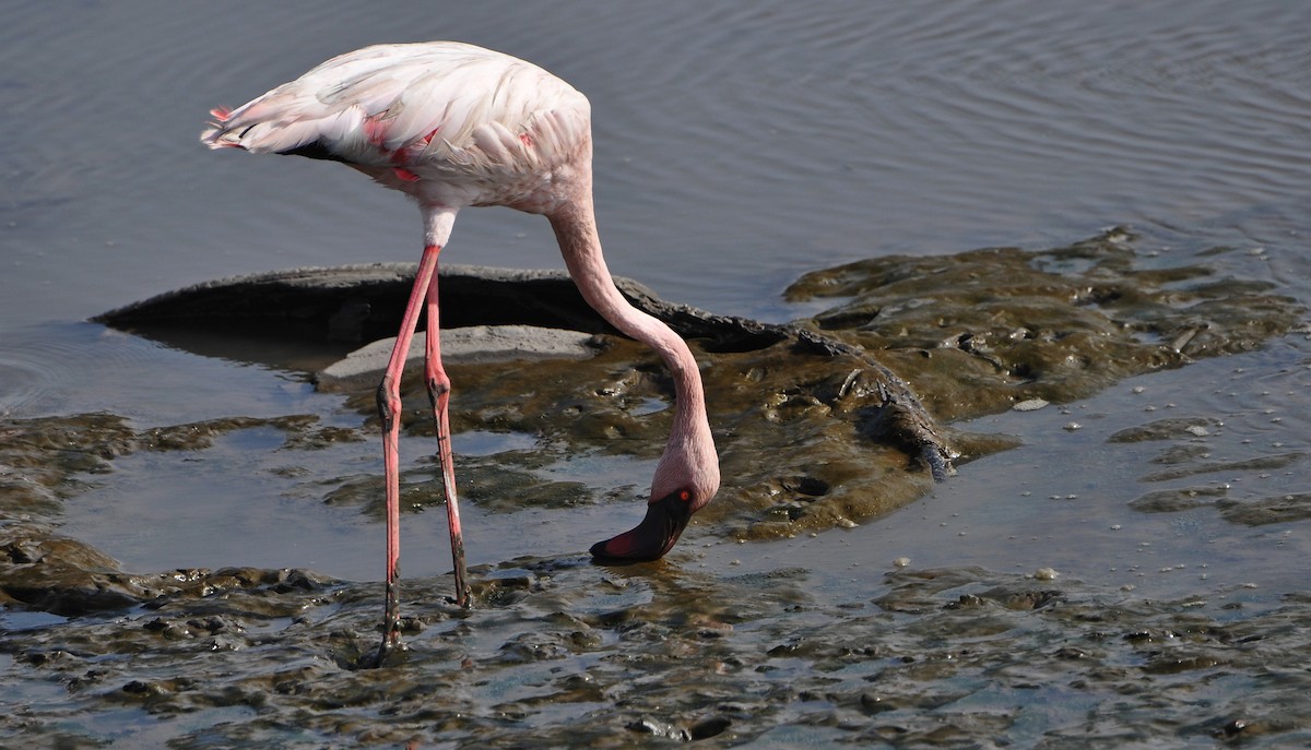 Zwergflamingo - ML645831130