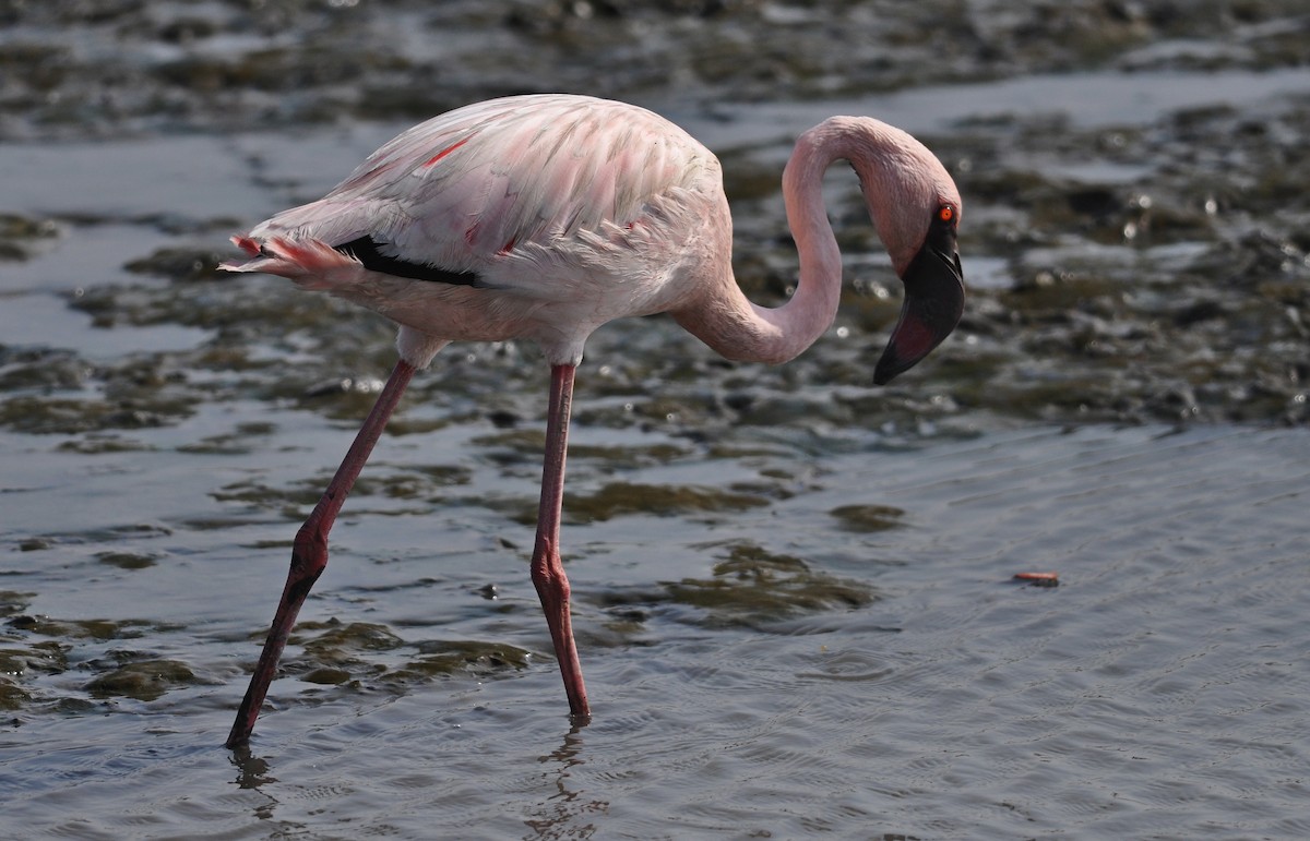 Zwergflamingo - ML645831133