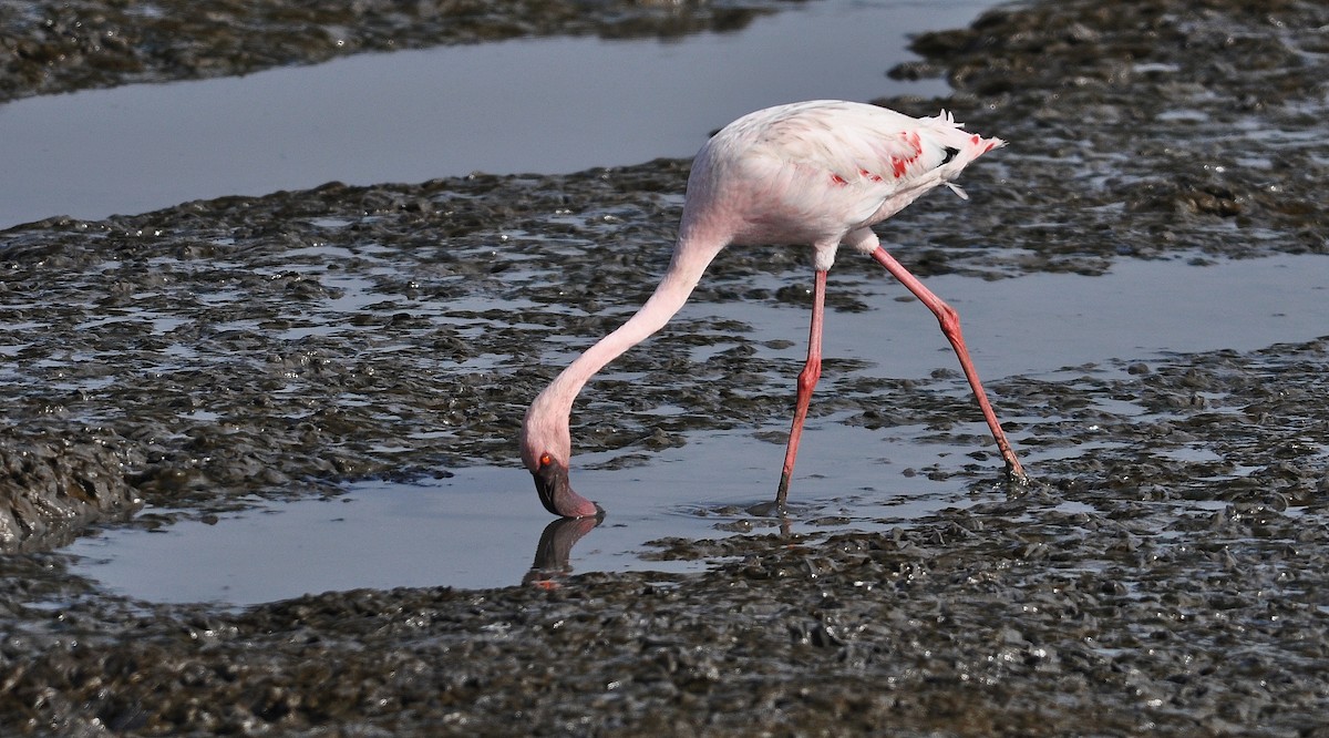 Zwergflamingo - ML645831134