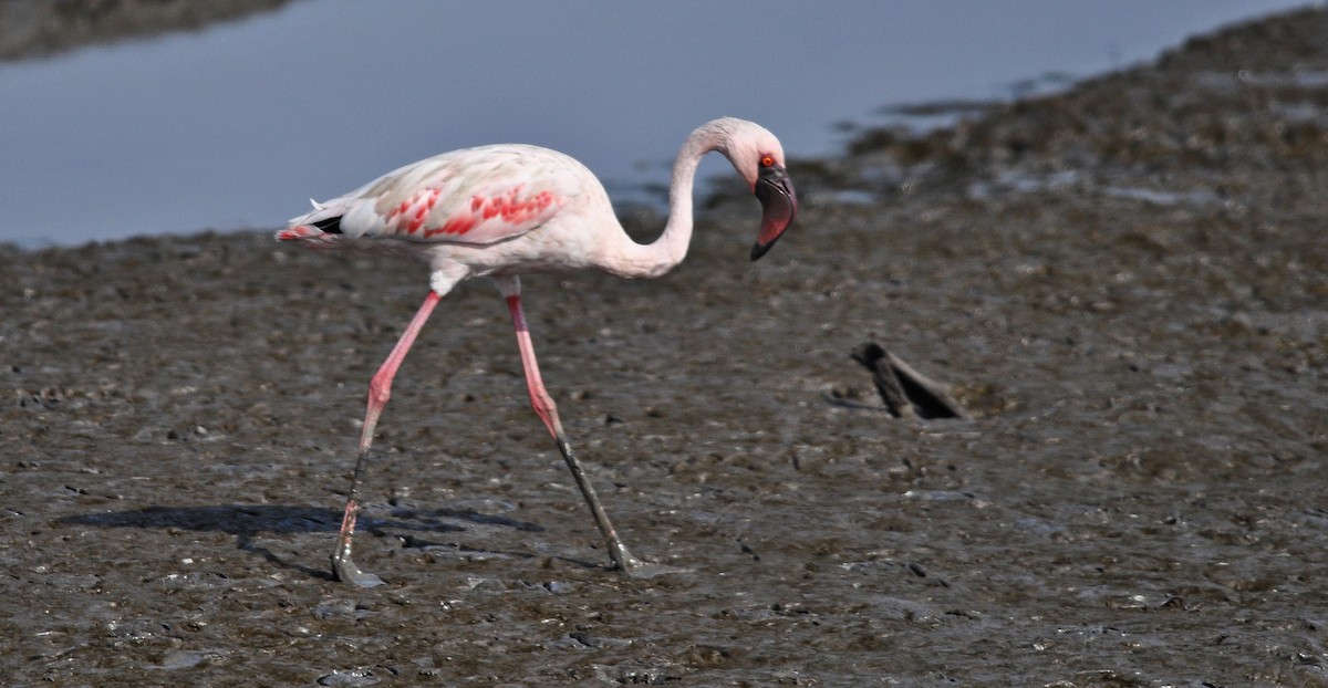 Zwergflamingo - ML645831135