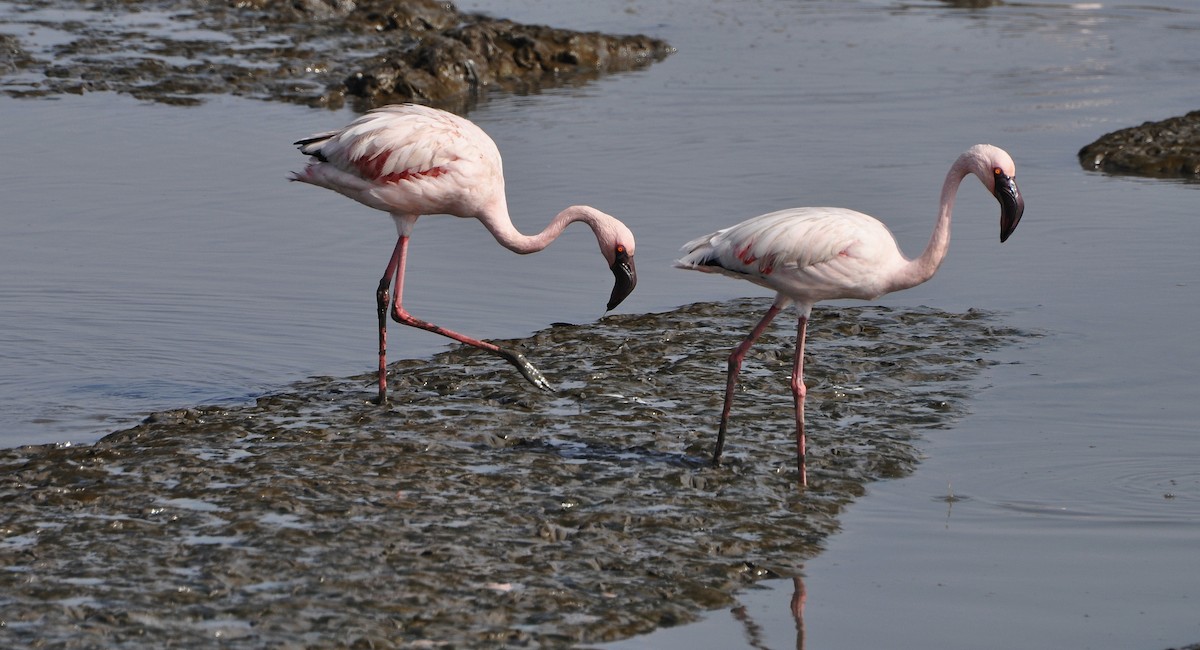 Zwergflamingo - ML645831136