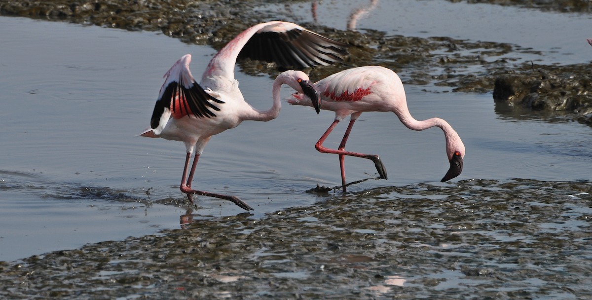 Zwergflamingo - ML645831137