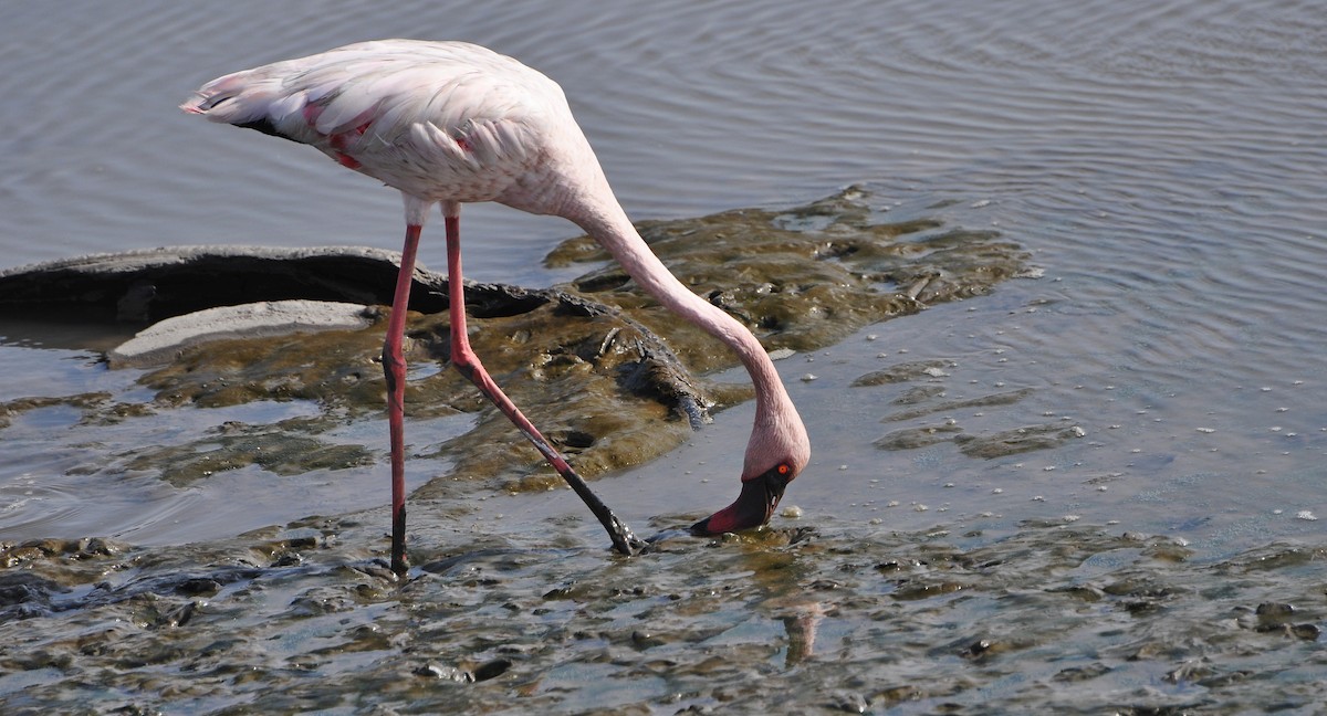 Zwergflamingo - ML645831138