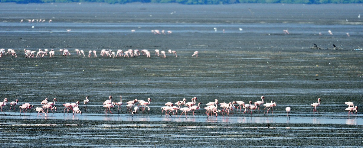 Zwergflamingo - ML645831140