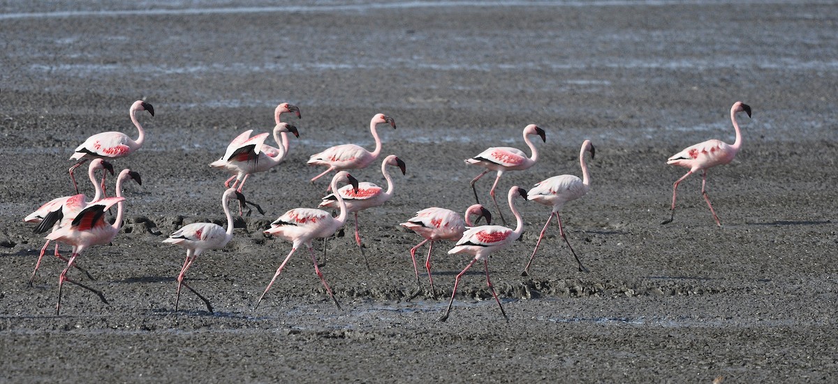 Zwergflamingo - ML645831141