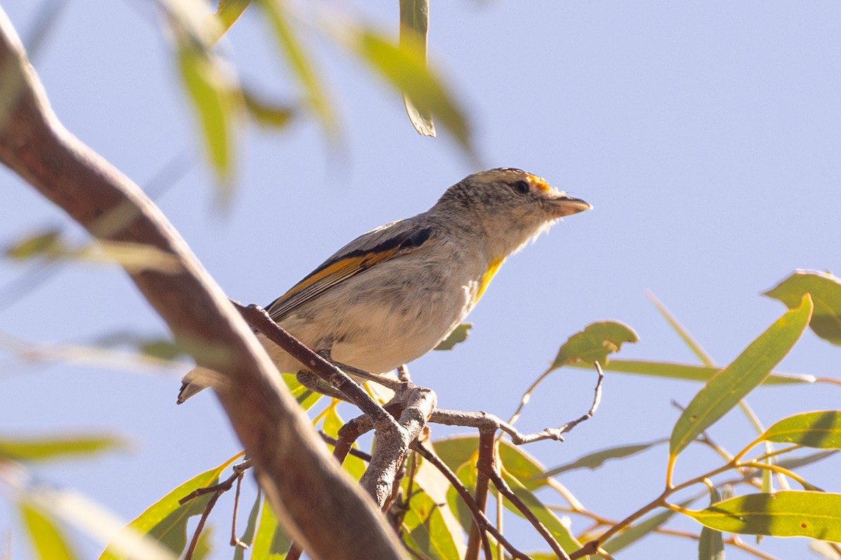 Red-browed Pardalote - ML645831143
