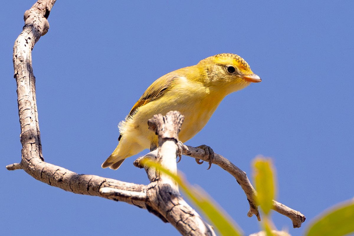 Red-browed Pardalote - ML645831144