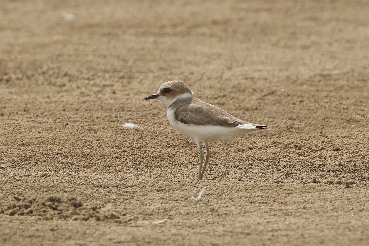 Kentish Plover - ML645831146