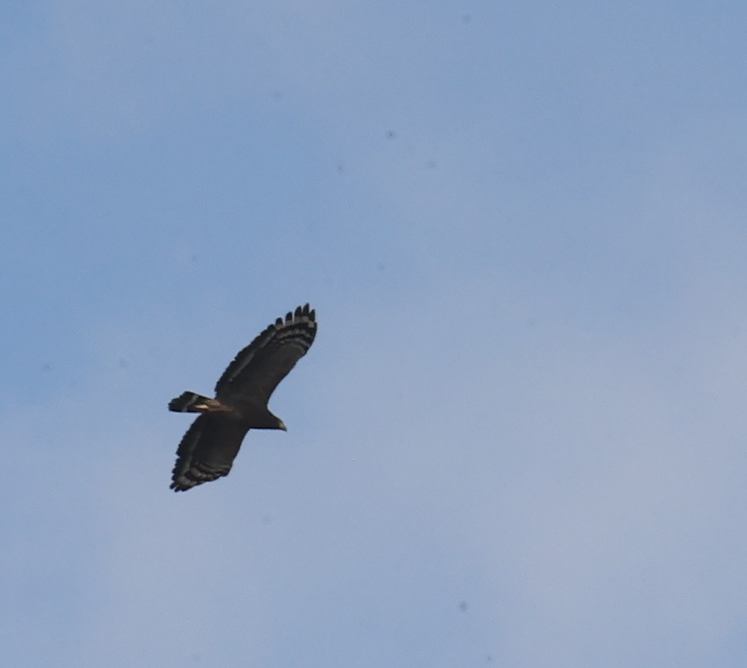 Crested Serpent-Eagle - ML645831153